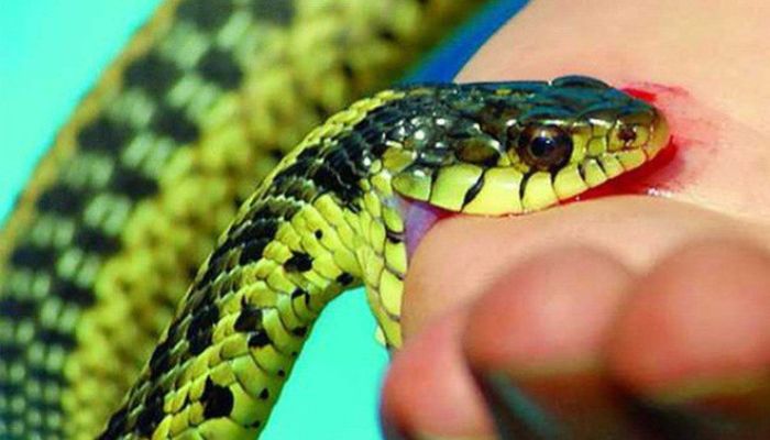 Hướng dẫn cách sơ cứu khi bị rắn độc cắn