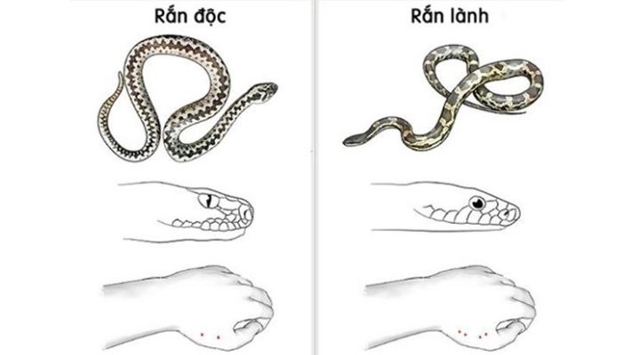 Dấu hiệu nhận biết rắn độc và rắn không độc