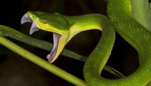 Một vài cách đề phòng rắn cắn hiệu quả